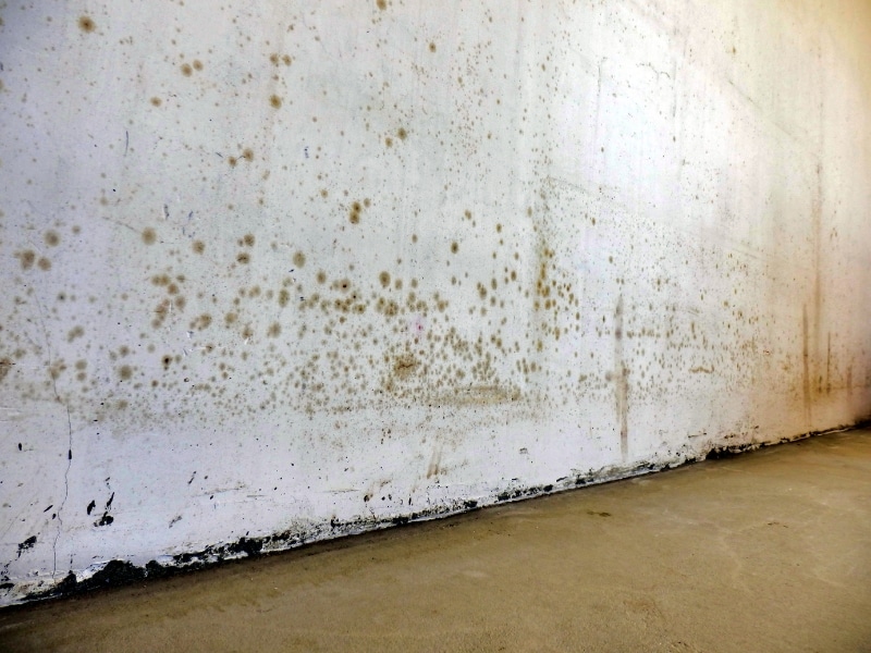 A wall shows signs of incorrect cement rendering with discolouration and mould spots.